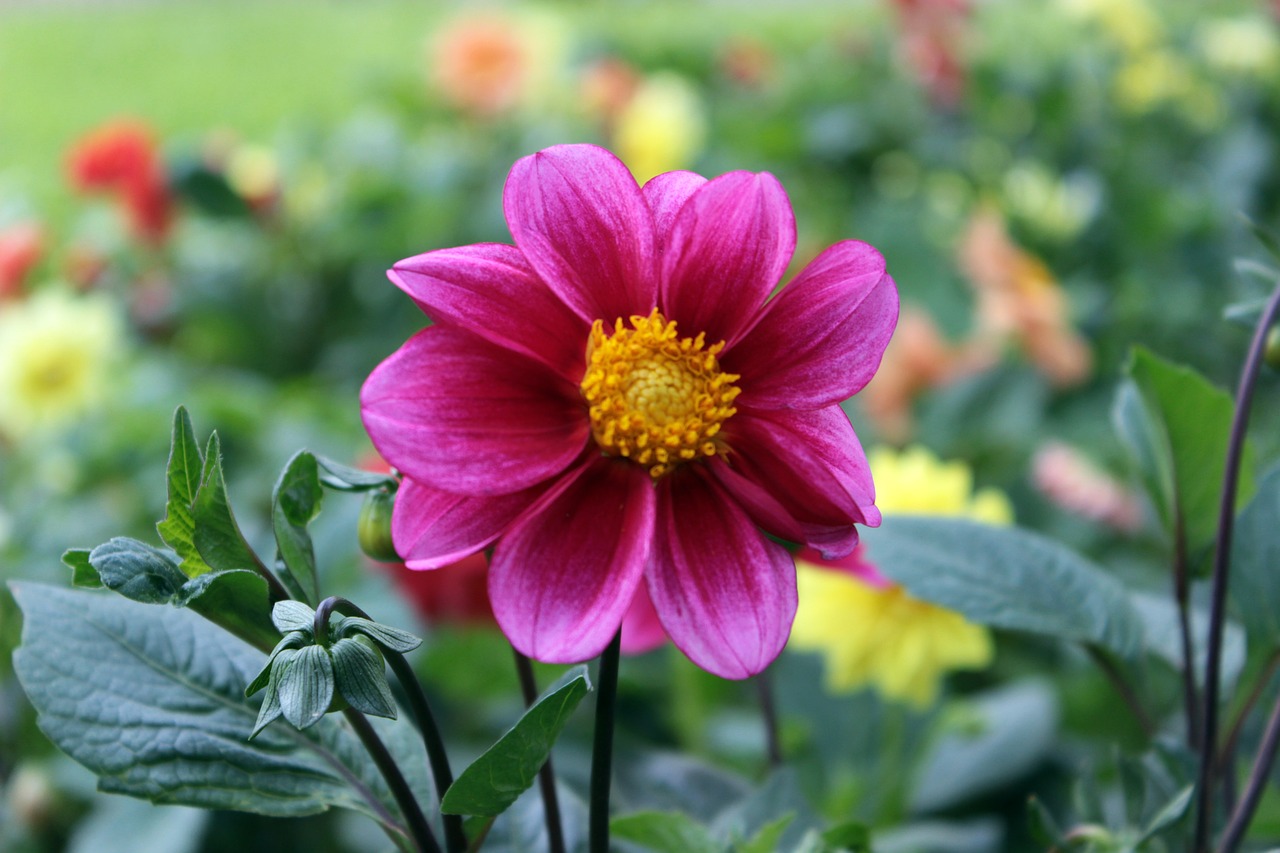 flowers  green pink  nature free photo