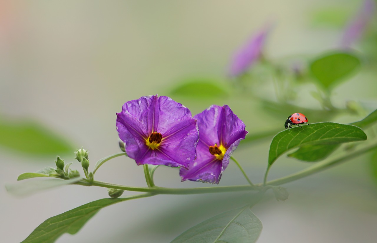 flowers  ladybugs  nature free photo