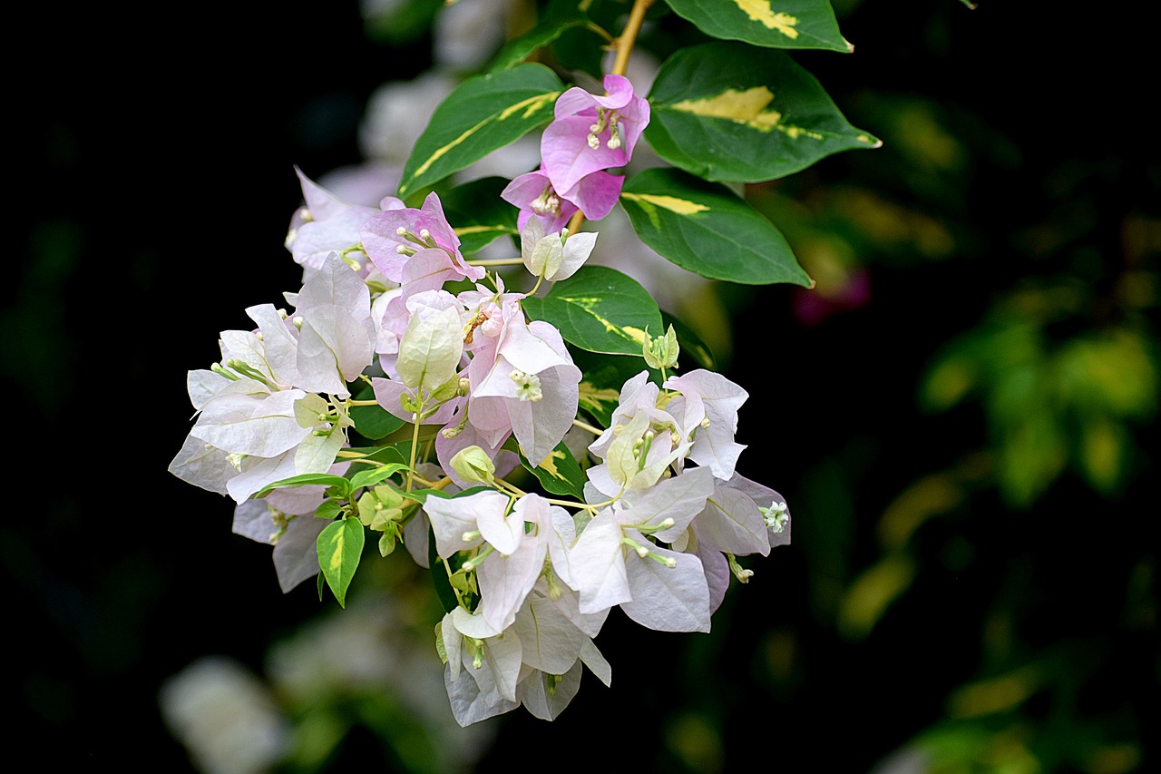 flowers  nature  white free photo