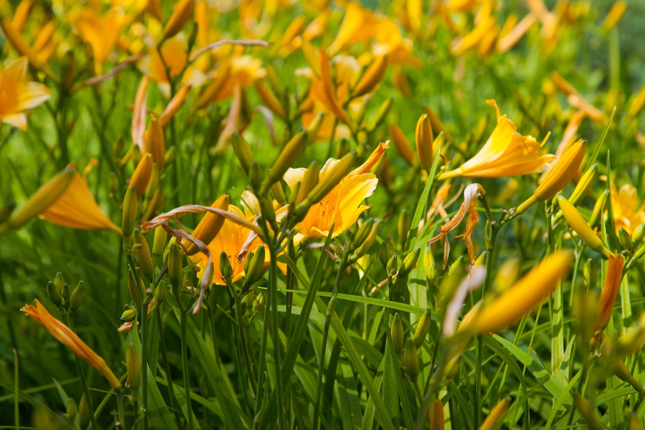 flowers  yellow  bloom free photo