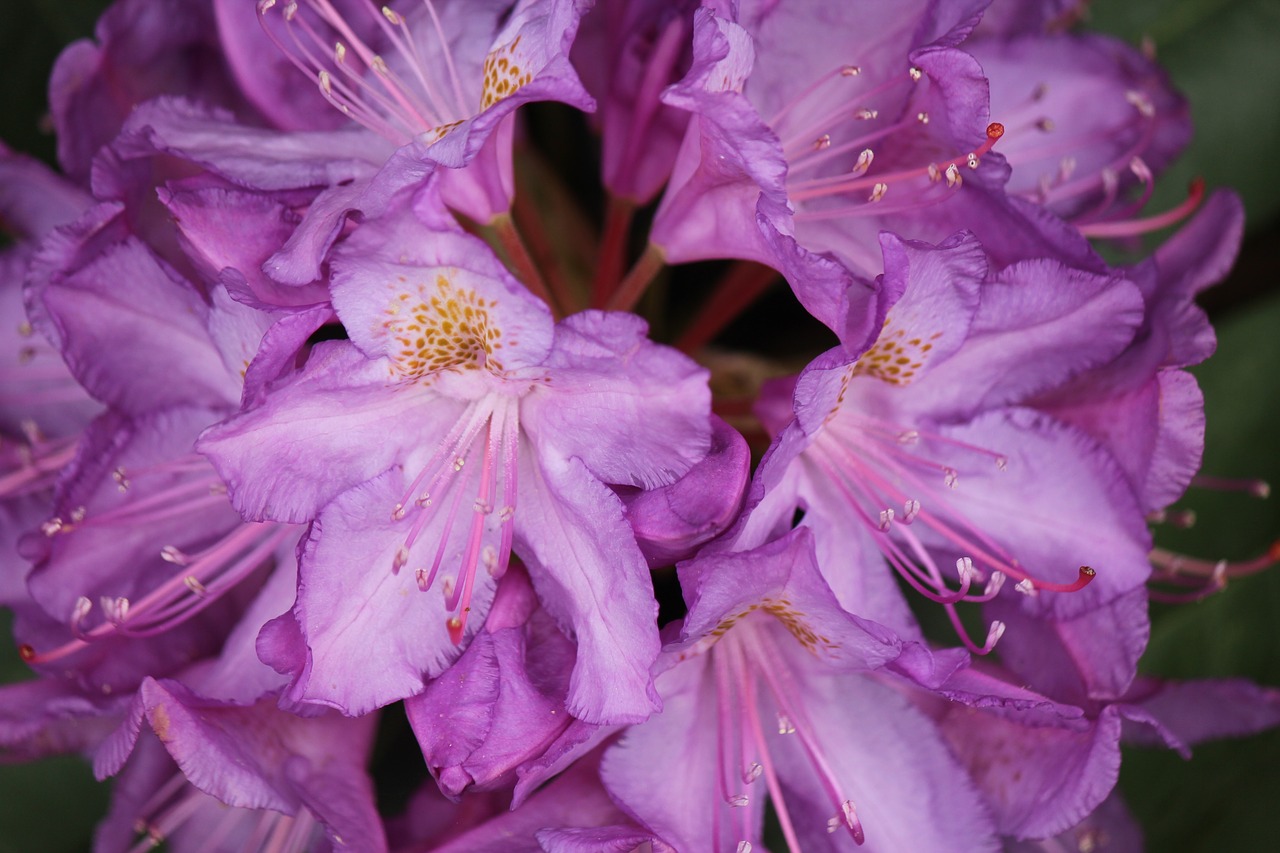 flowers  blooming  bees free photo