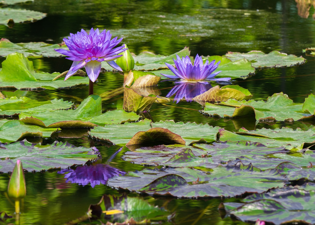 flowers  water lilies  garden pond free photo