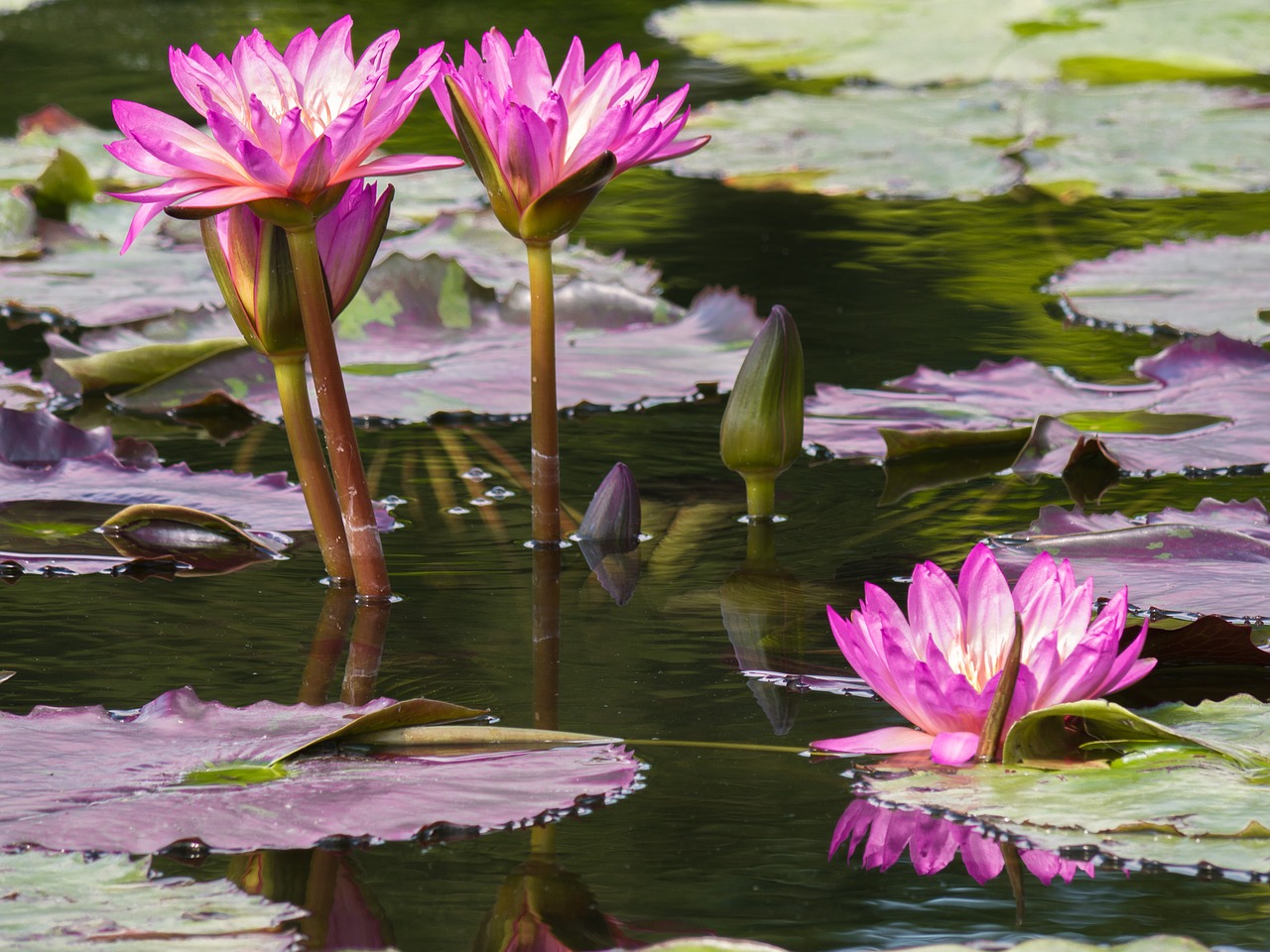 flowers  water lilies  garden pond free photo