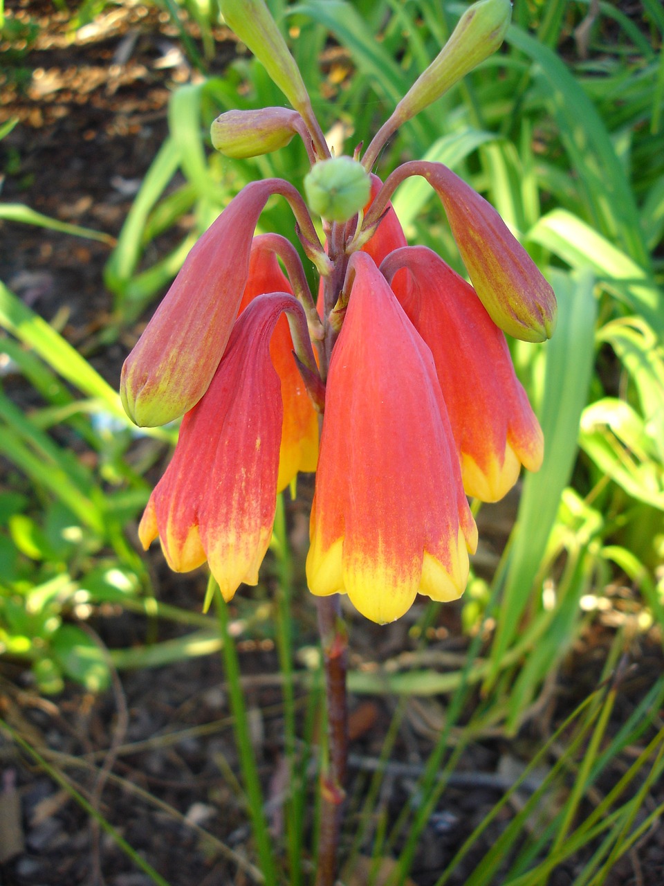 flowers  plant  grass free photo