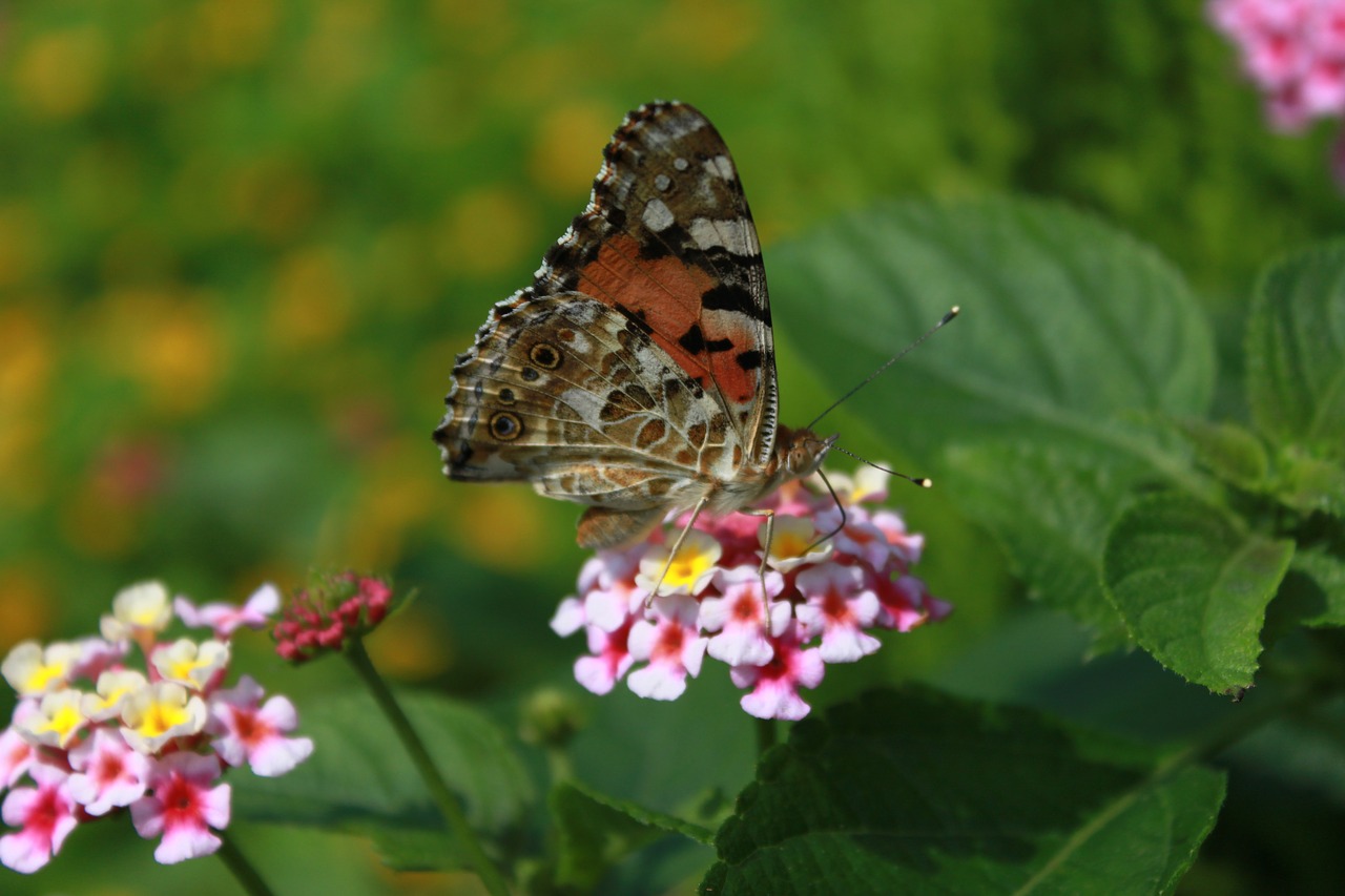 flowers  butterfly  insects free photo