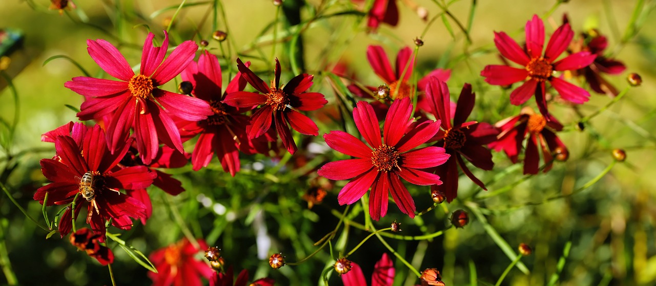 flowers  red  garden free photo