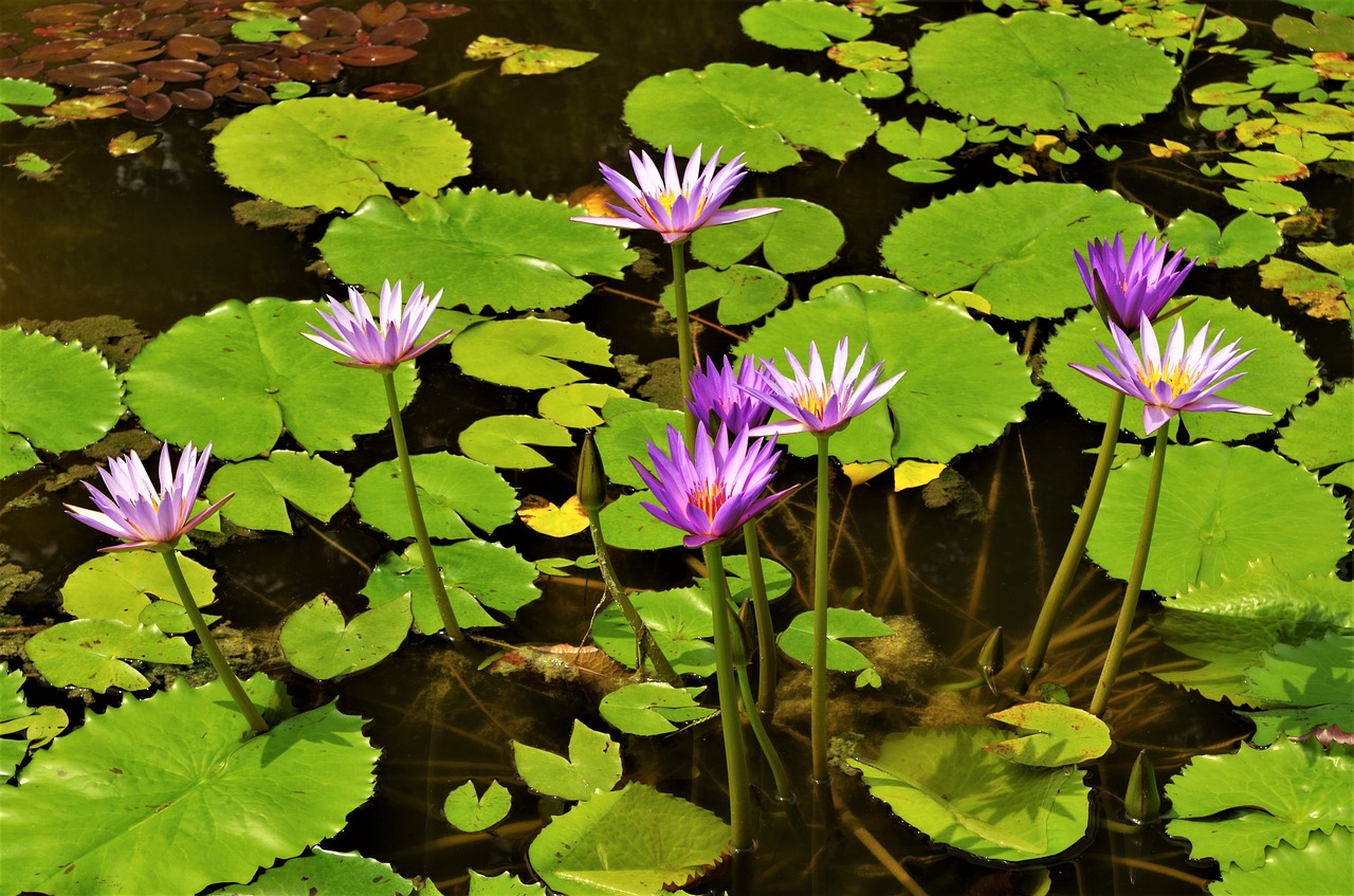 flowers  waterlilies  water flowers free photo