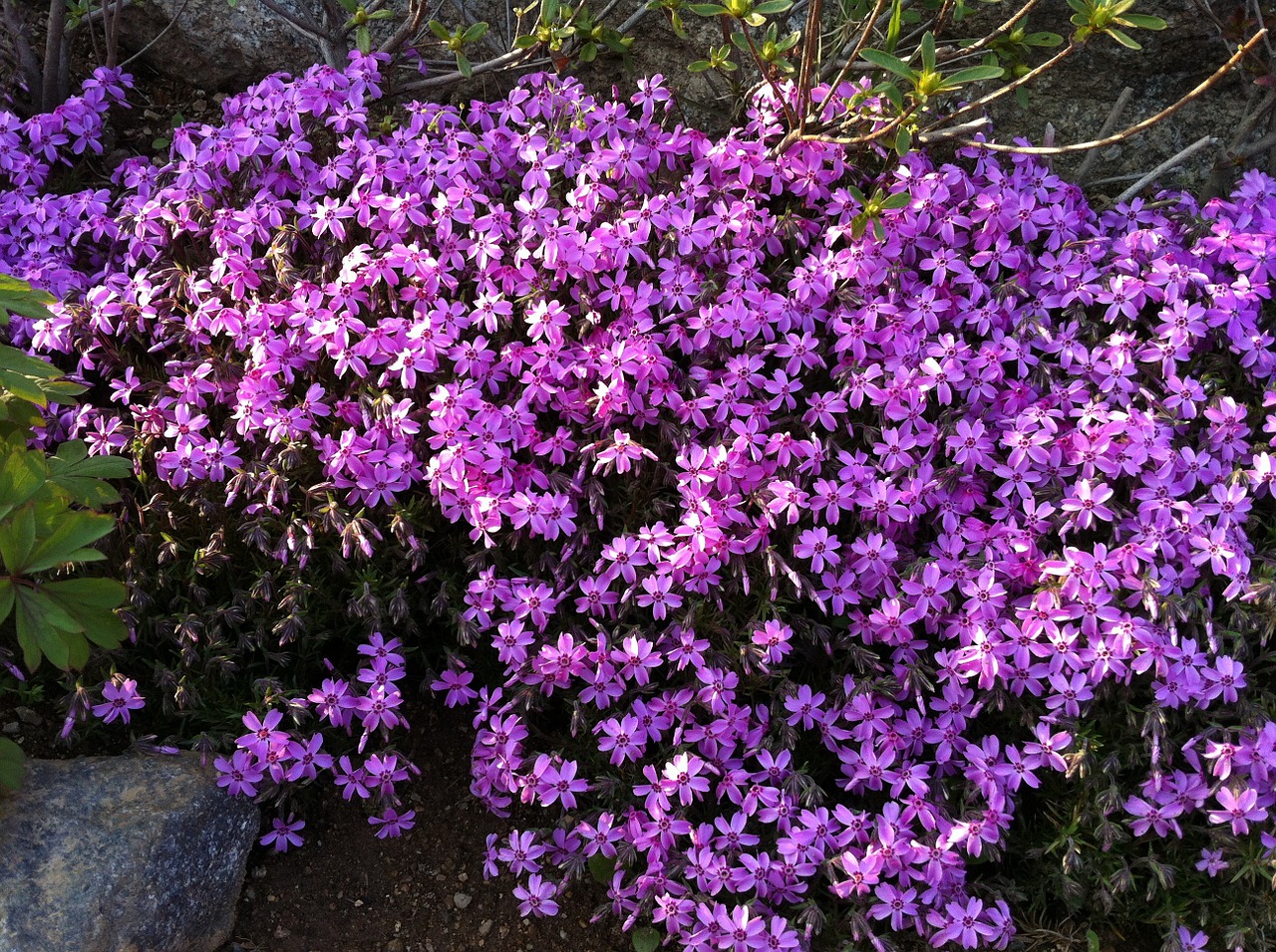 flowers purple purple flowers free photo