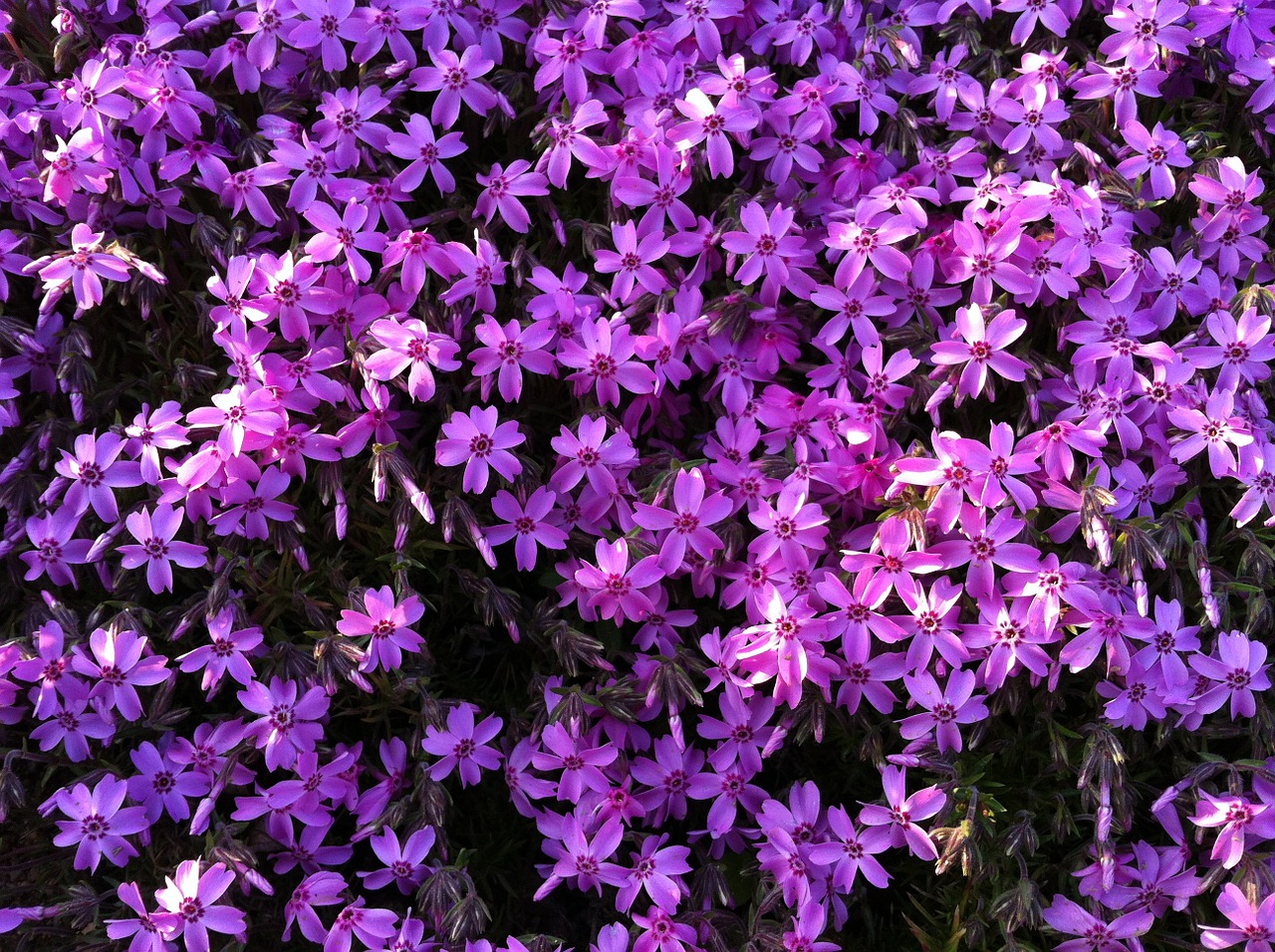 flowers purple purple flowers free photo