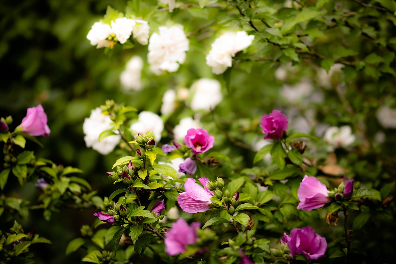 flowers  pink  weis free photo