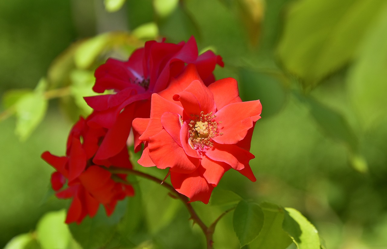 flowers  garden  plant free photo