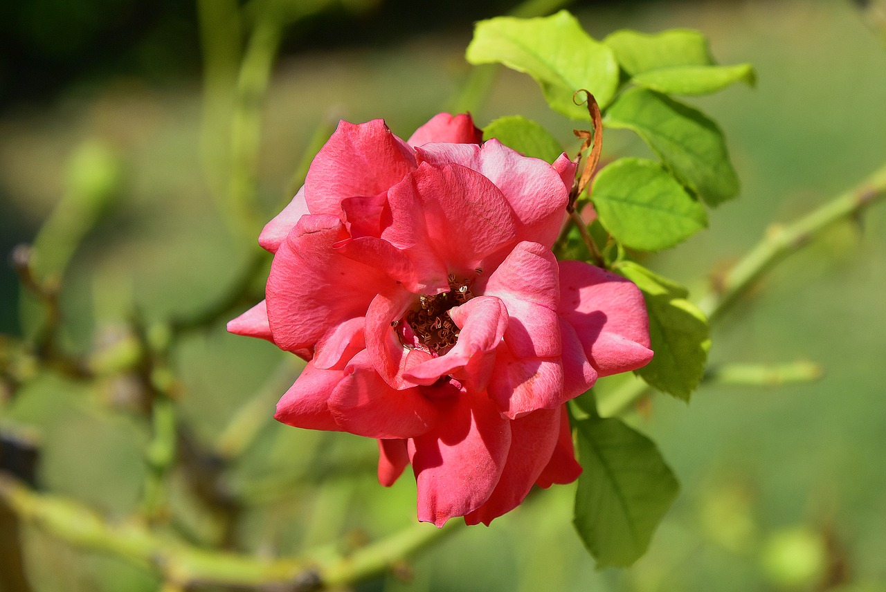 flowers  garden  plant free photo