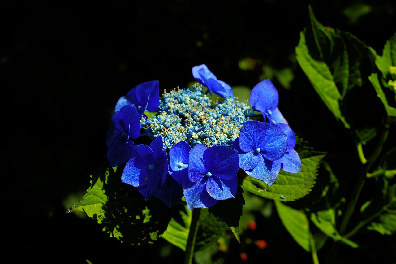flowers  garden  blue free photo