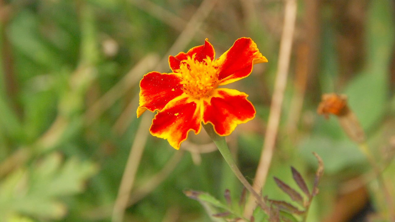 flowers  beauty  plants free photo