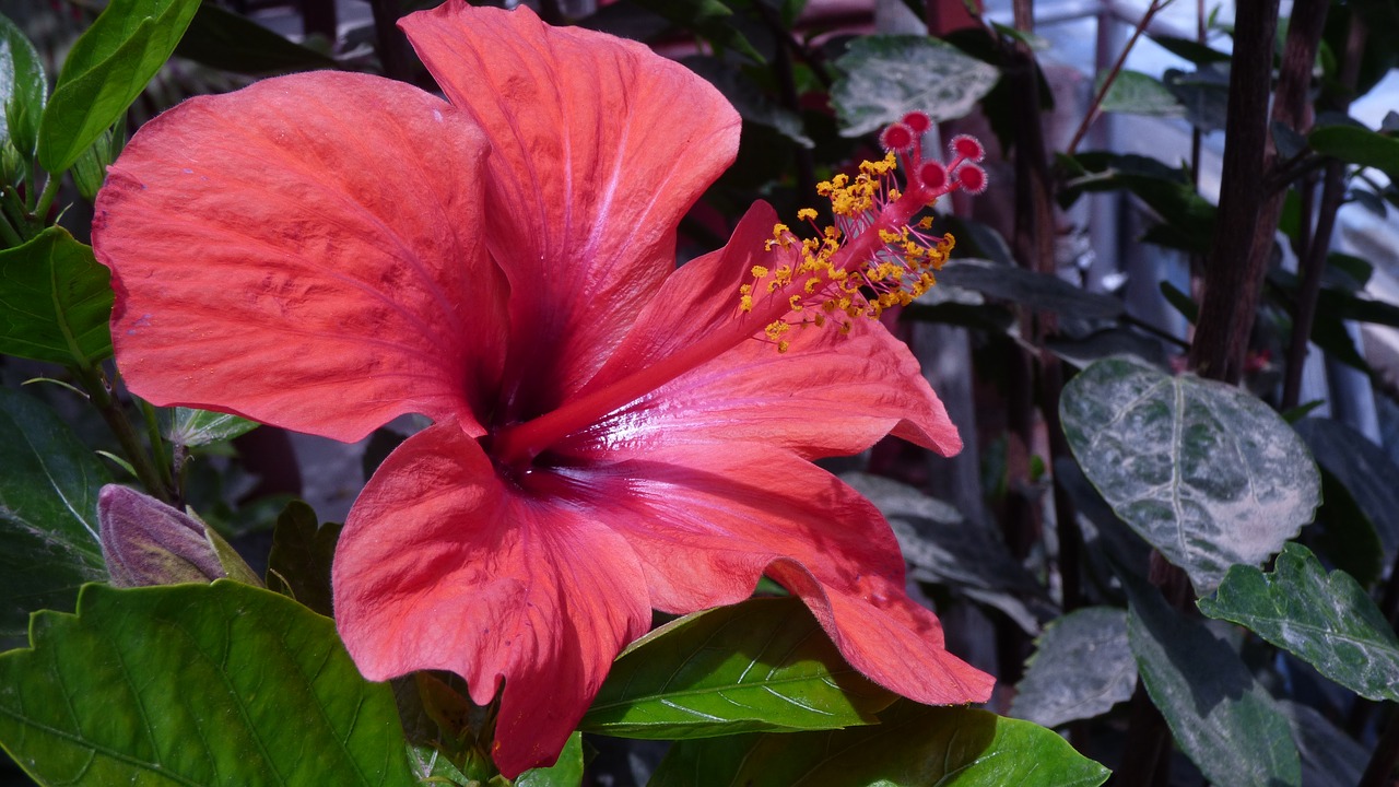 flowers  red  plants free photo