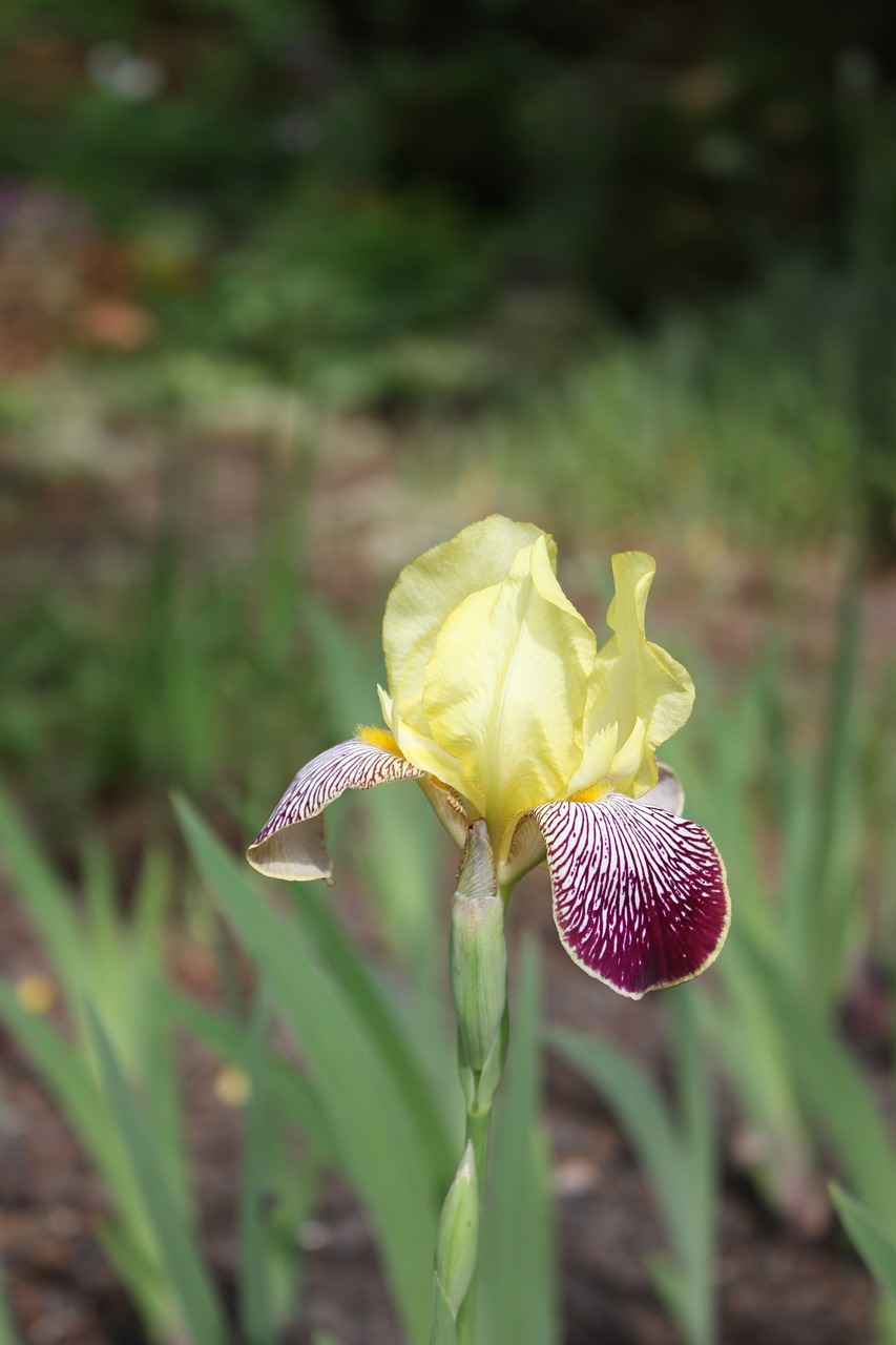 flowers  iris  garden free photo