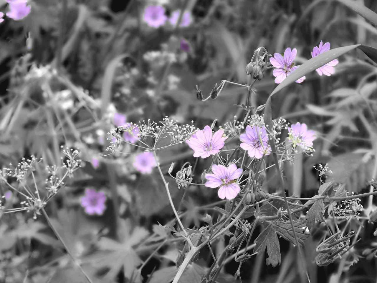 flowers purple lilac free photo