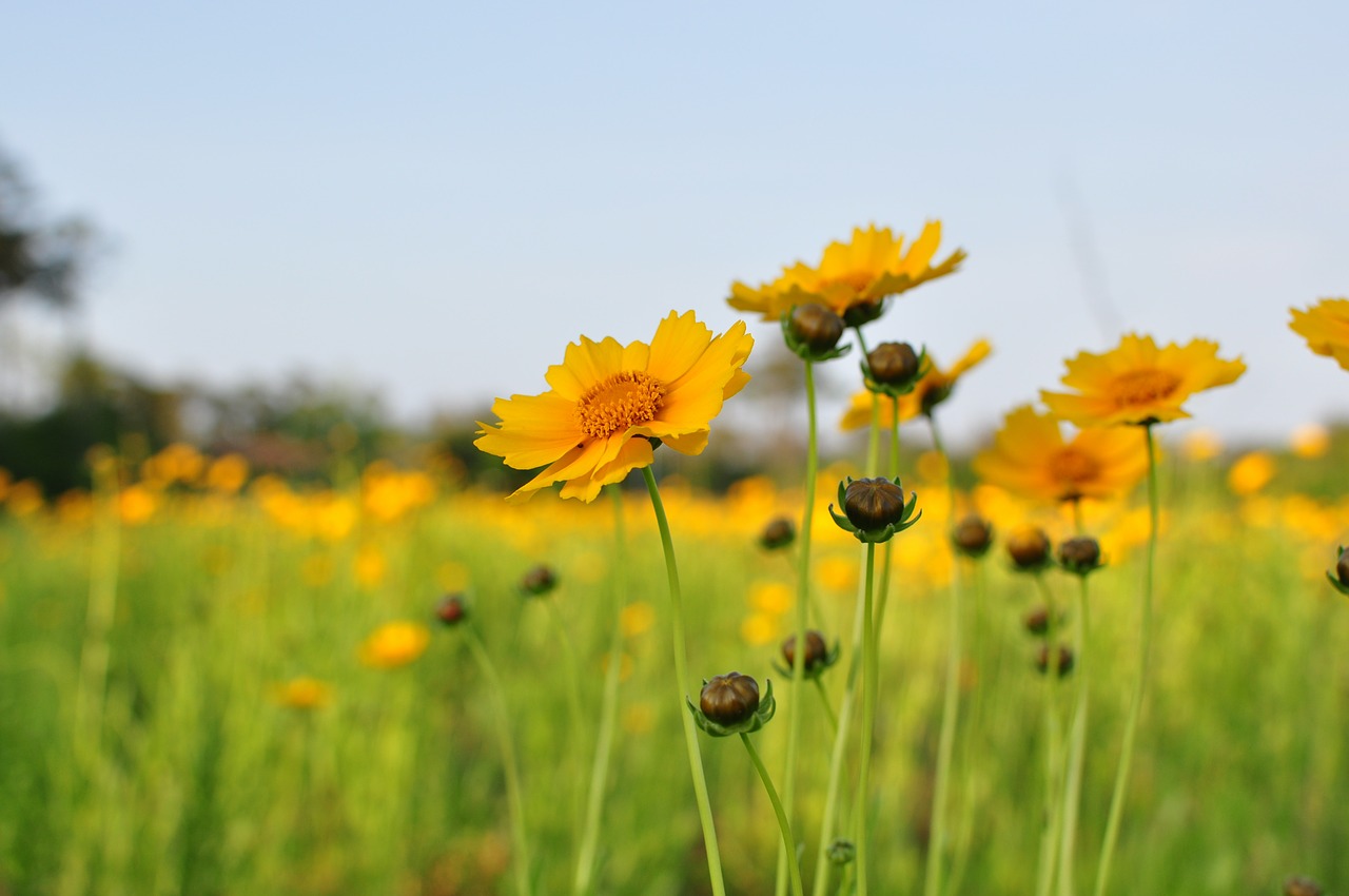 flowers yellow field free photo