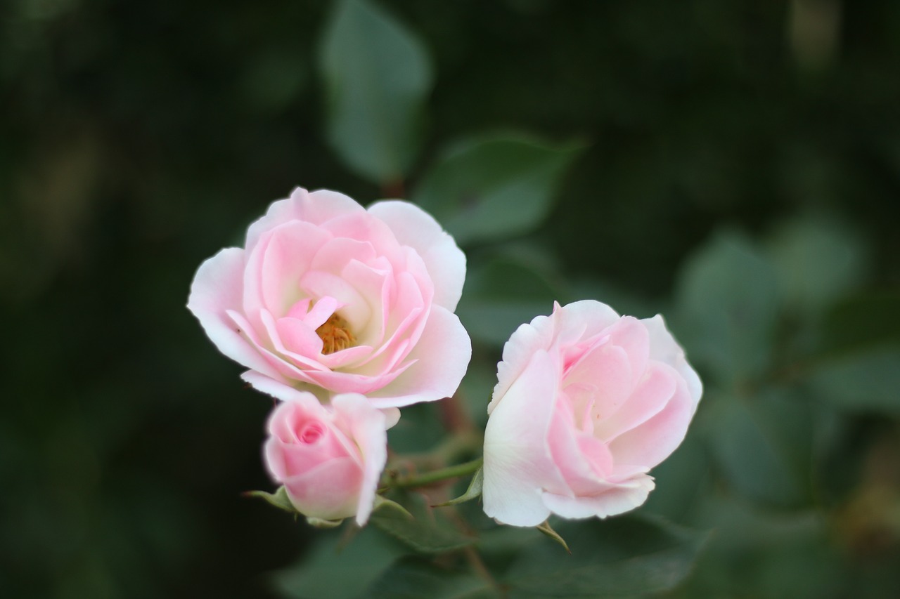 flowers  three  pink free photo