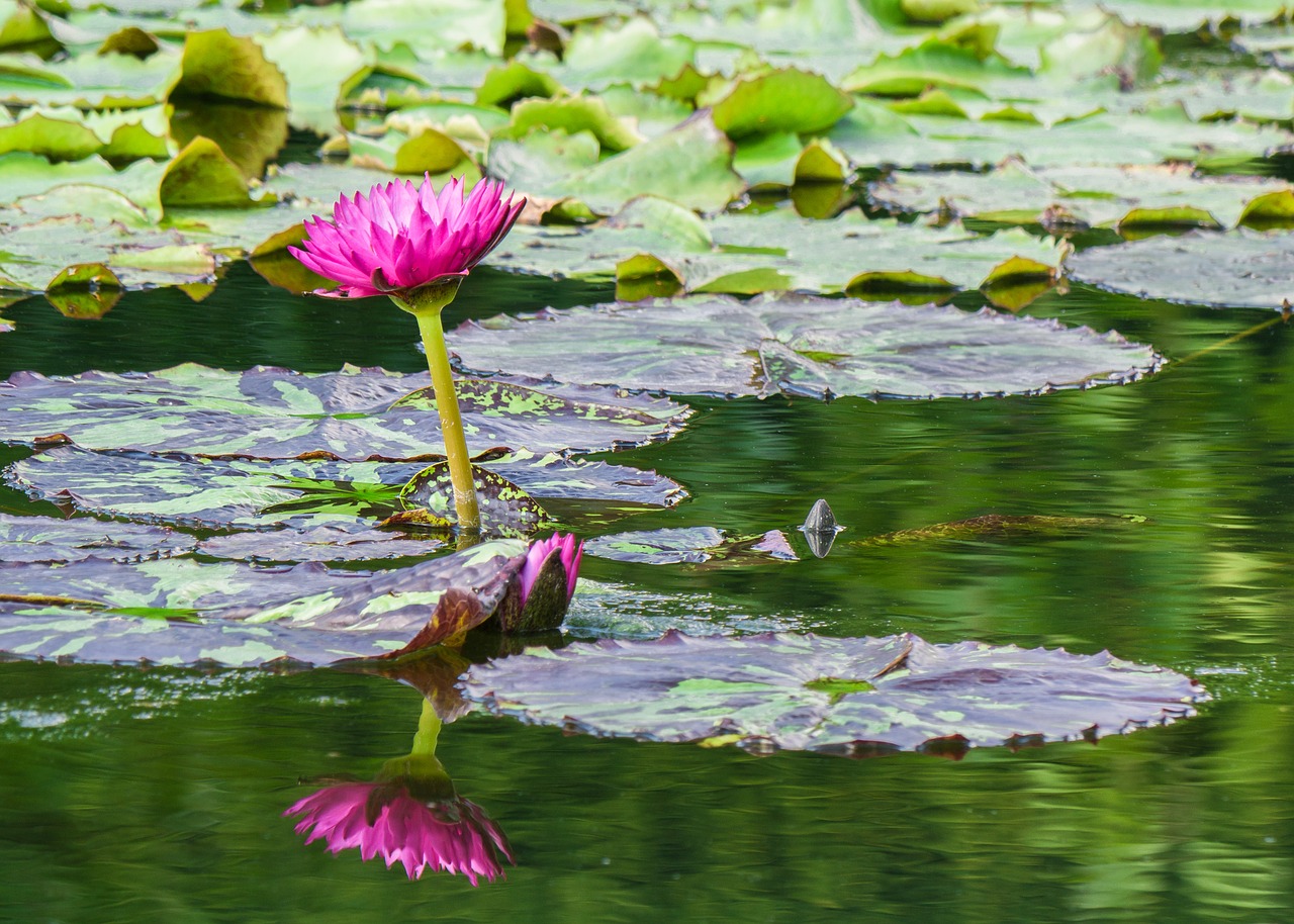 flowers  water lily  garden pond free photo