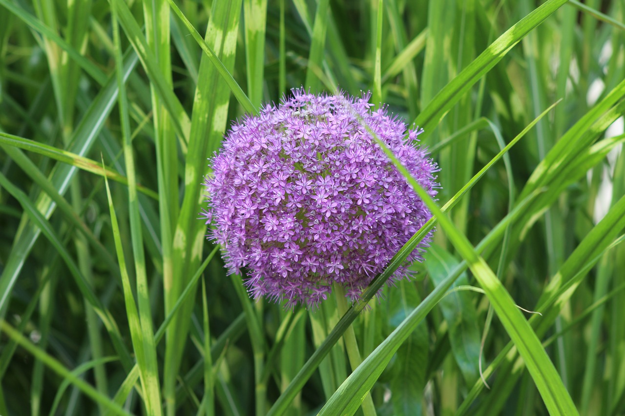 flowers  herbs  nature free photo