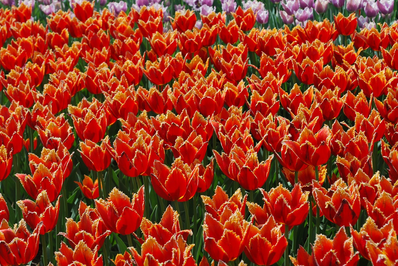 flowers tulips spring free photo