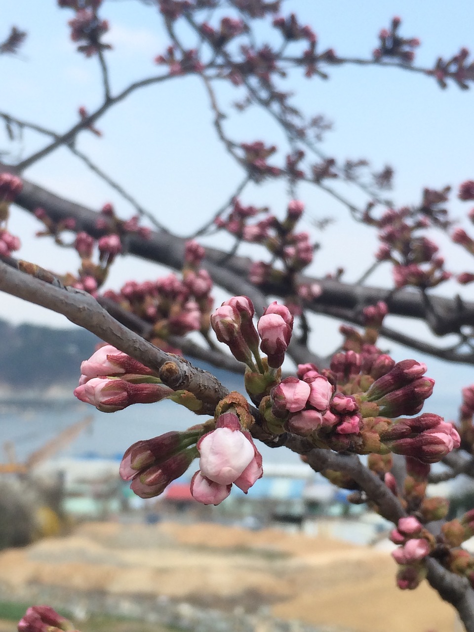 flowers  bud  cherry blossom free photo