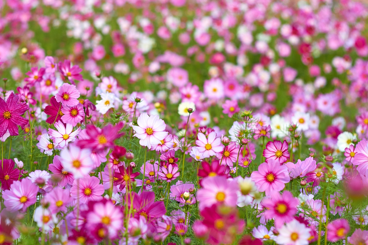 flowers  pink  landscape free photo