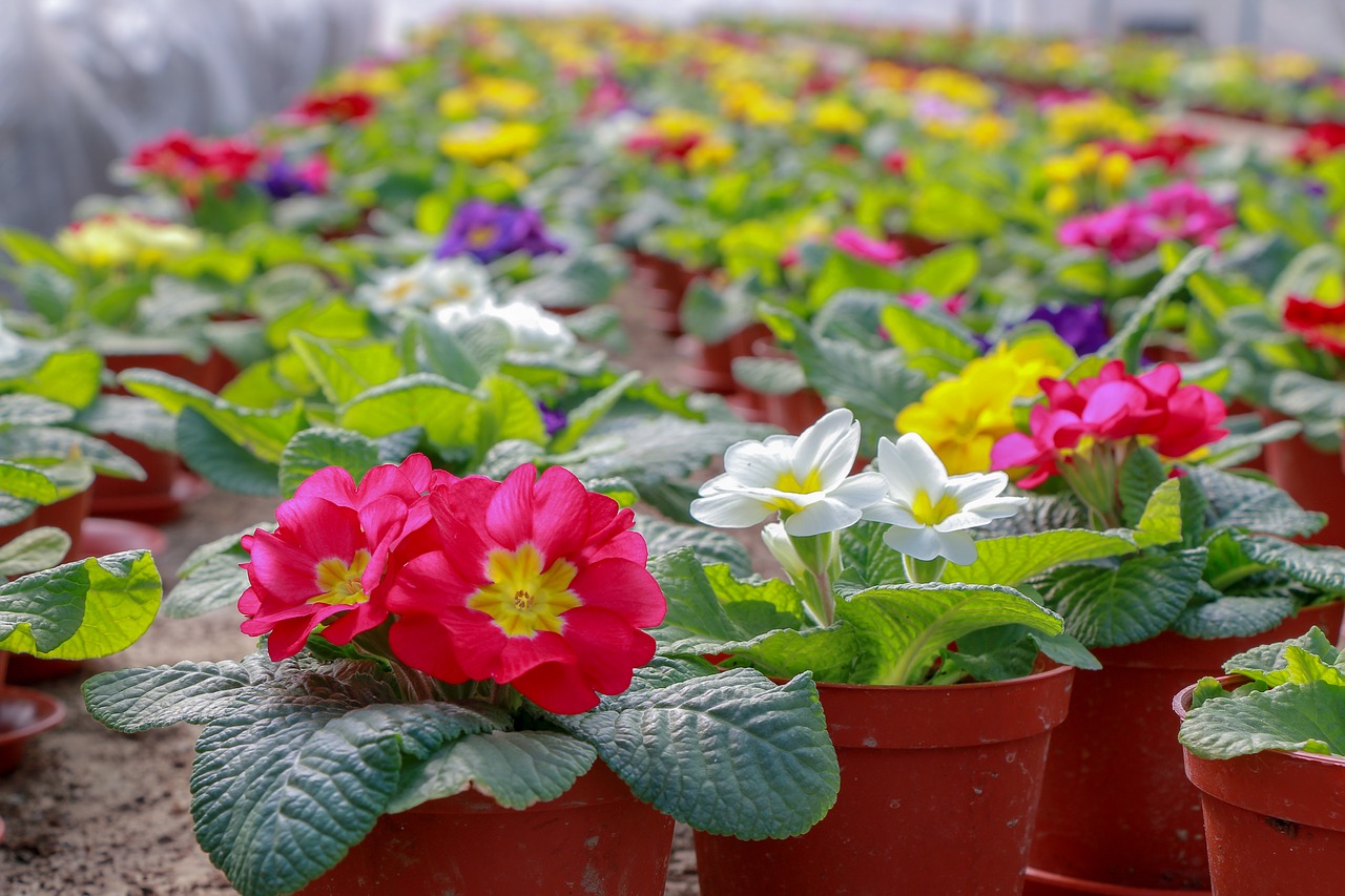 flowers  greenhouse  plant free photo