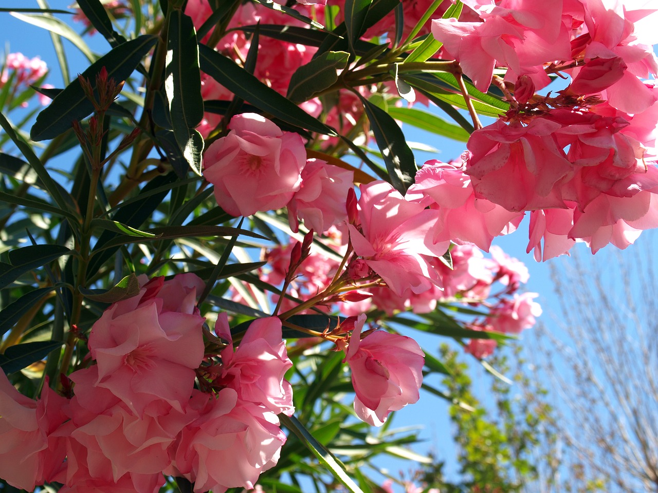 Что цветет розовыми цветами в крыму. Красивоцветущие кустарники Египта. Олеандрский куст. Красивоцветущие кустарники розовым. Кустарник с розовыми цветами.