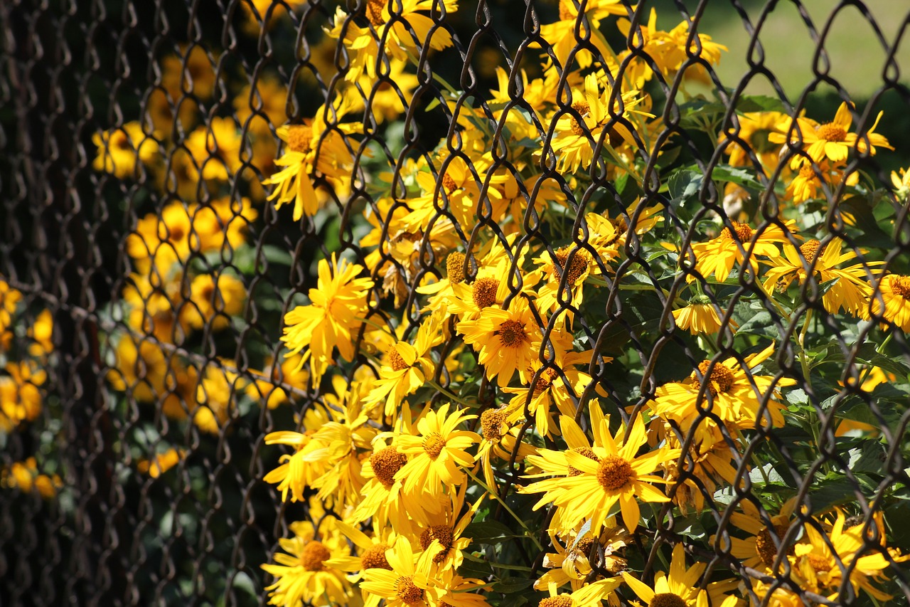 flowers  yellow  fencing free photo