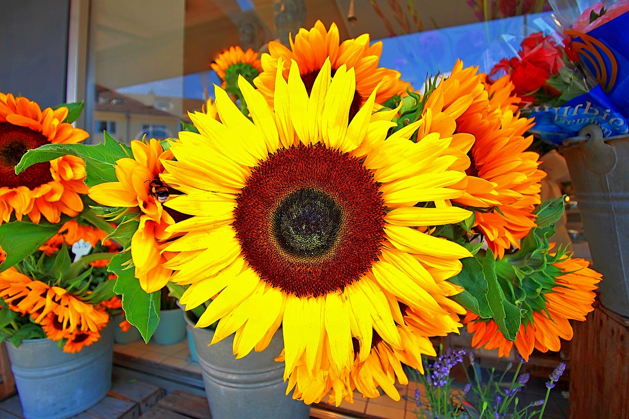 flowers  sunflower  close up free photo