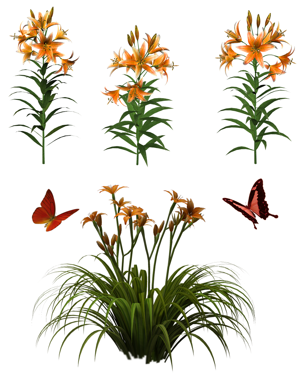 flowers  isolated  butterfly free photo