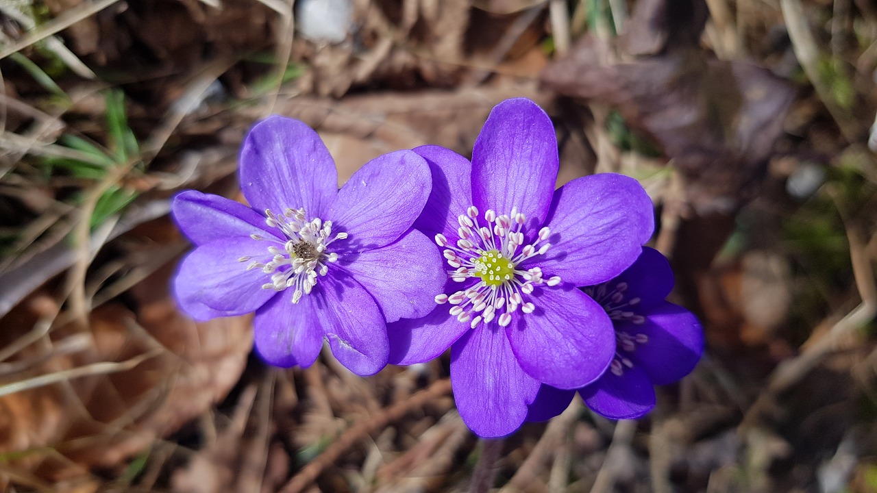 flowers  spring  plant free photo