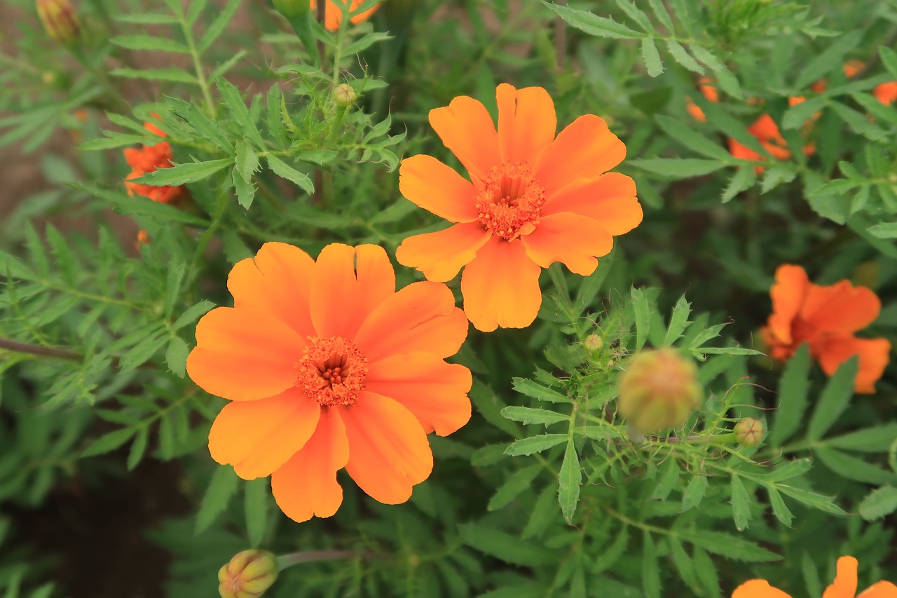 flowers  grass  summer free photo