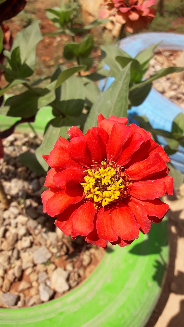 flowers  nature  red free photo