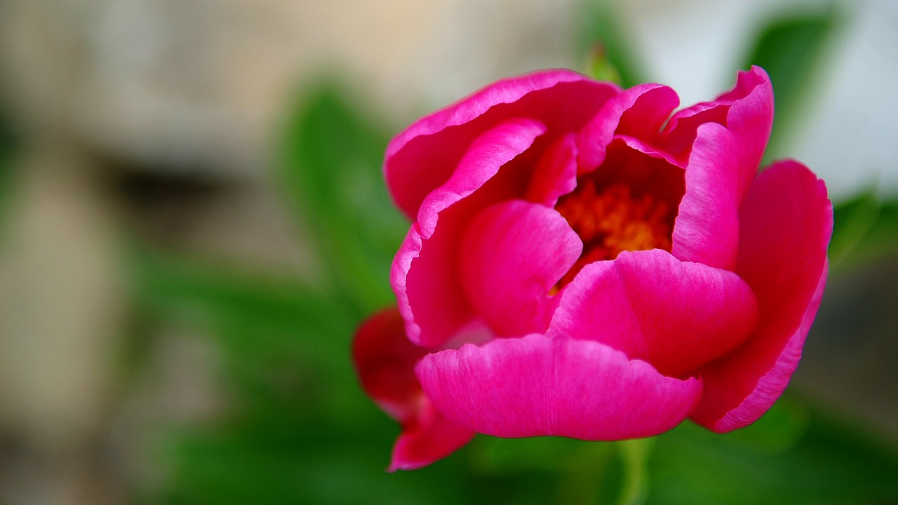 flowers  red color  nature free photo