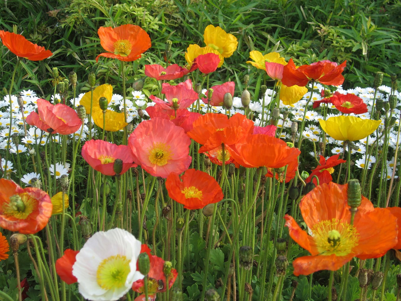 flowers red poppy free photo