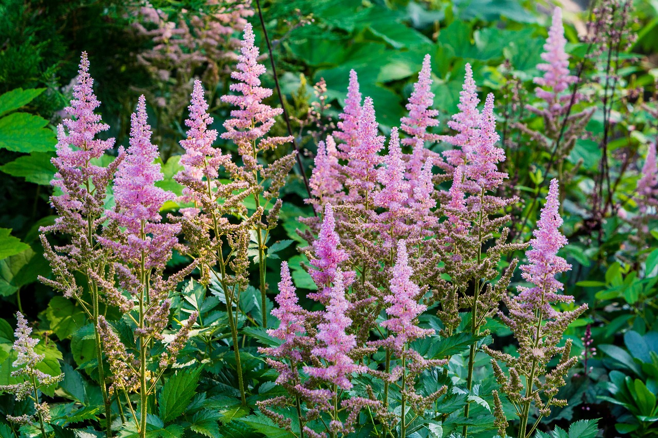 flowers  green  park free photo