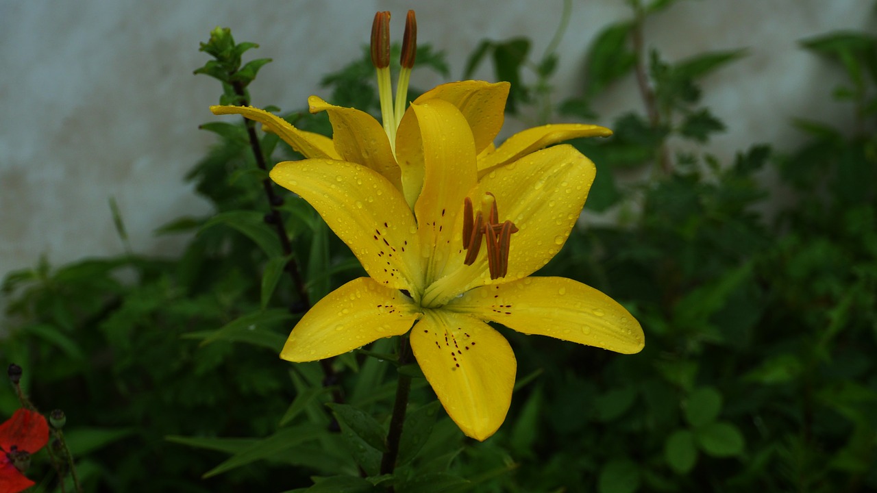 flowers  yellow  nature free photo