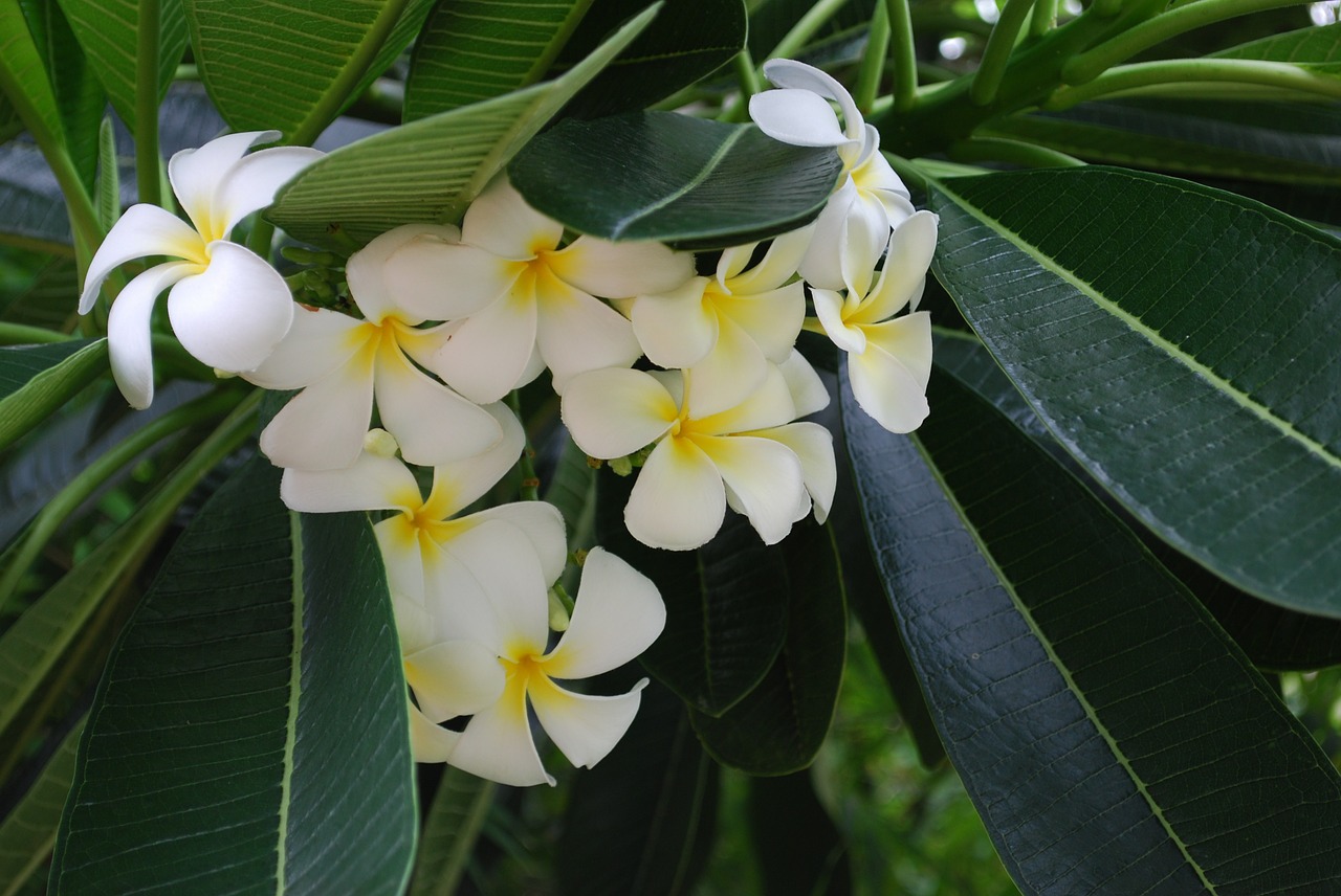 flowers tropical plants closeup free photo