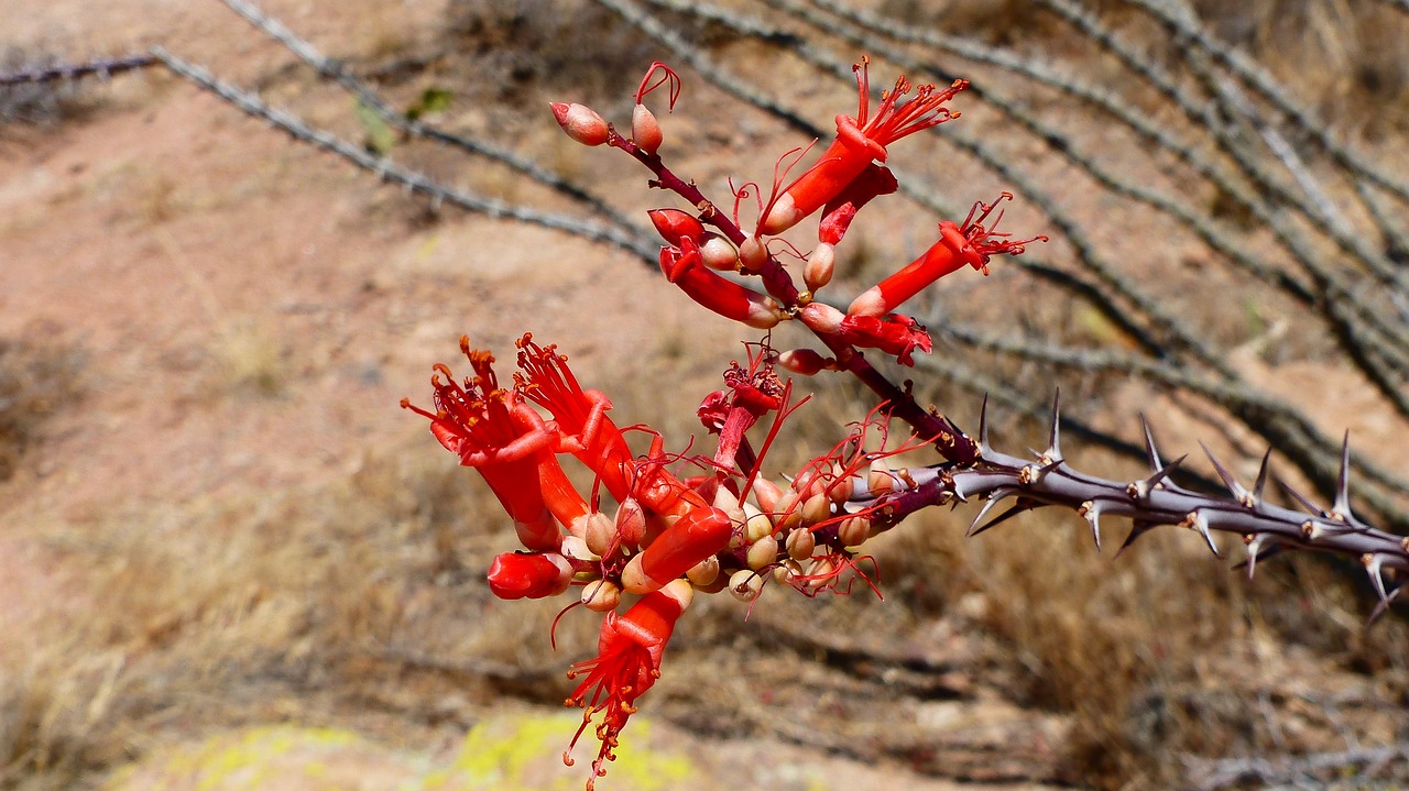 flowers  thorns  red free photo