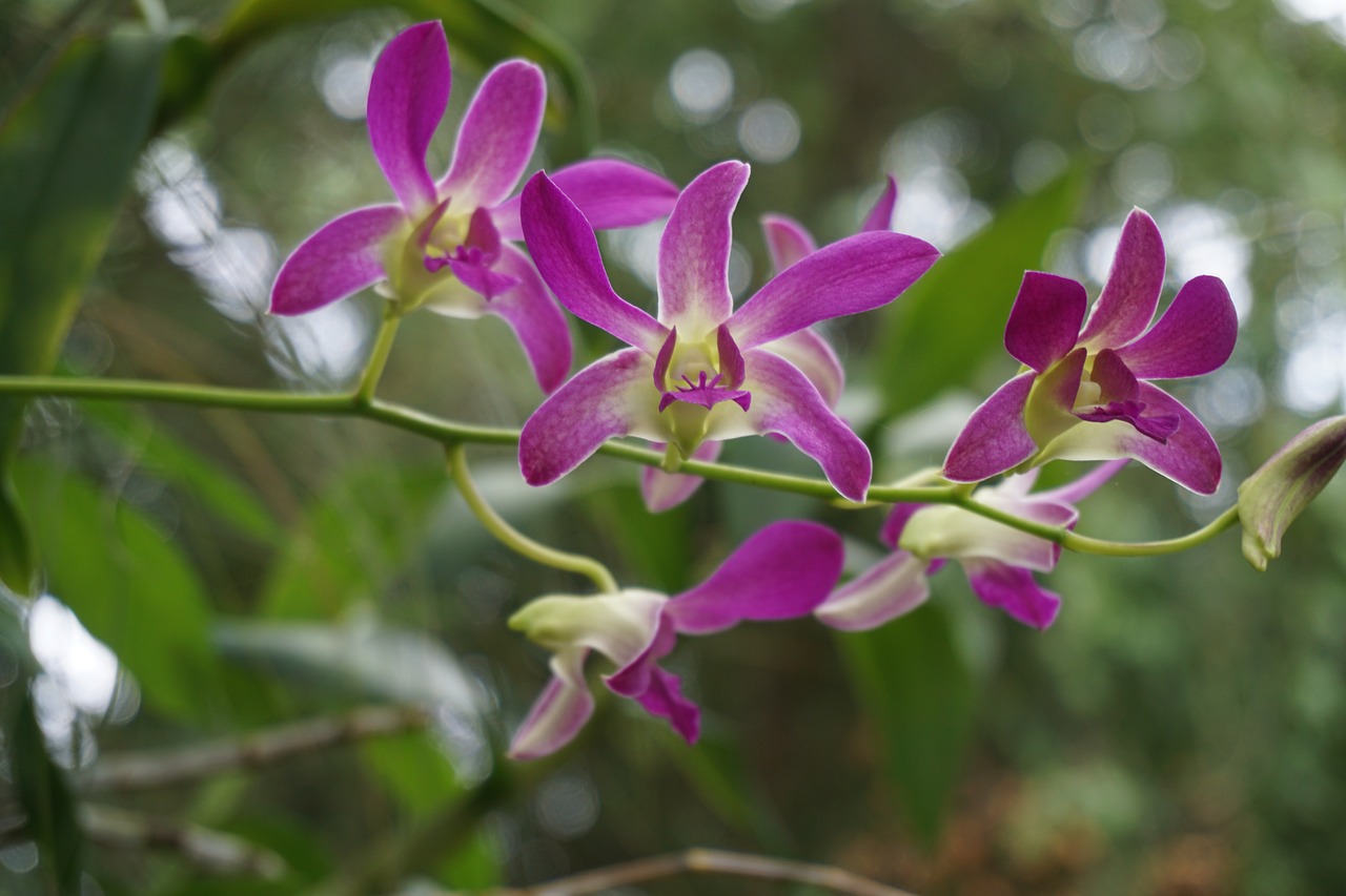 flowers  orchids  bloom free photo