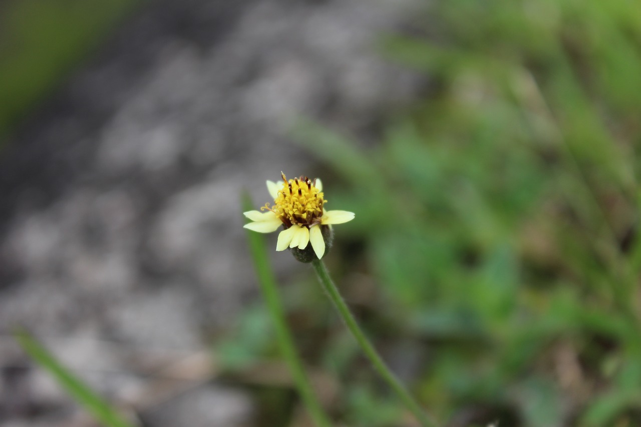 flowers  nature  yellow free photo