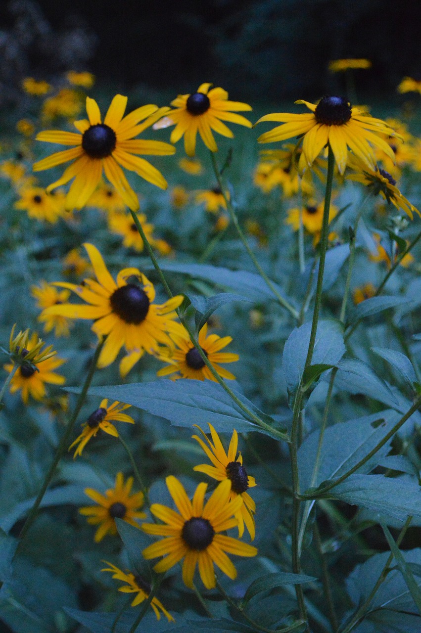 flowers  yellow flowers  nature free photo