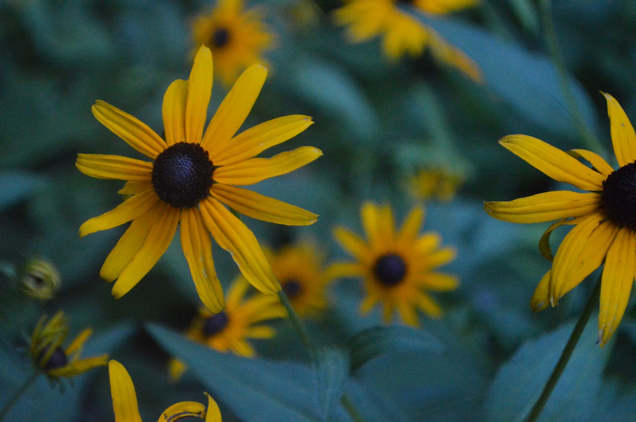 flowers  yellow flowers  nature free photo