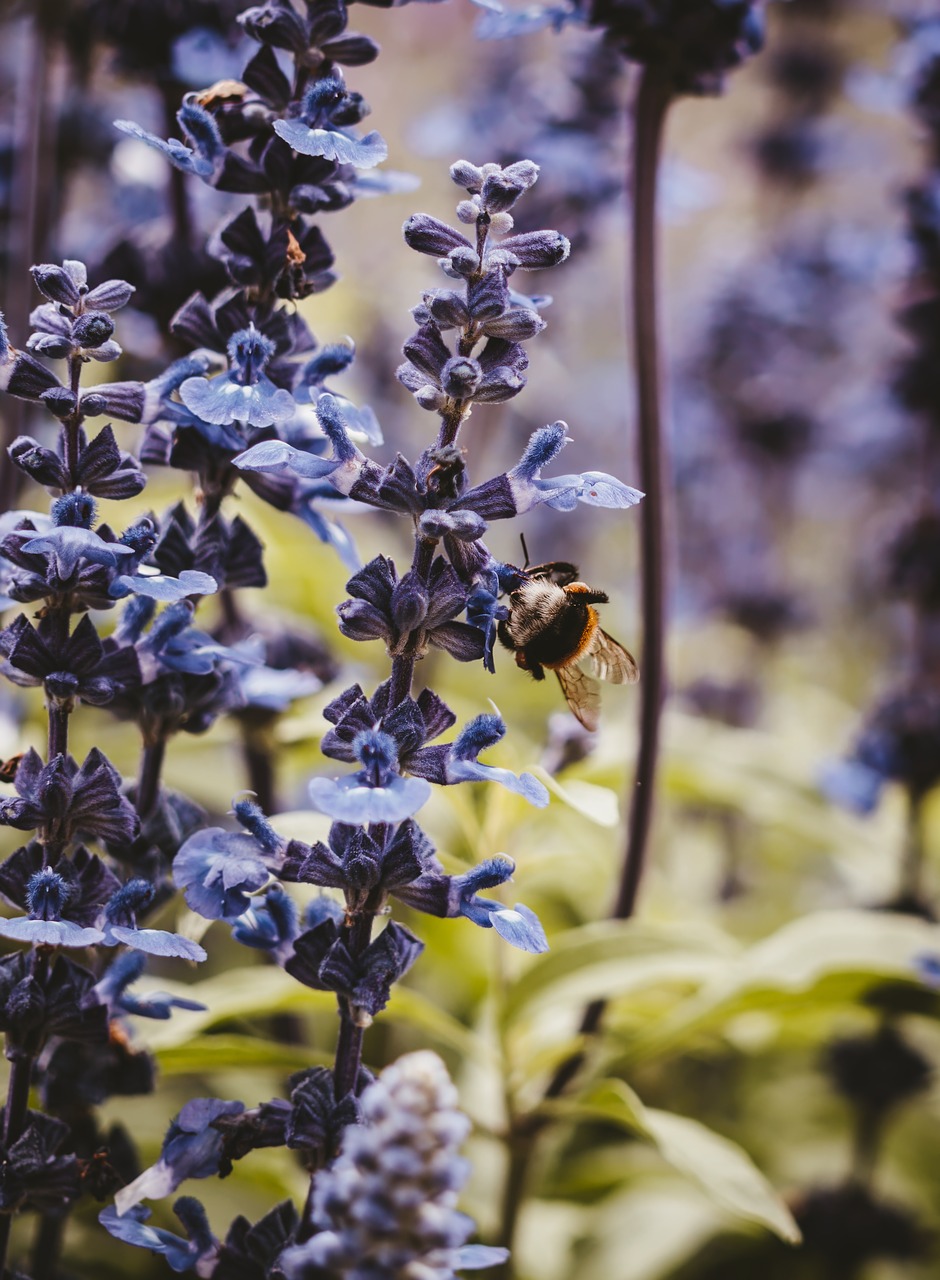 flowers  bee  nature free photo