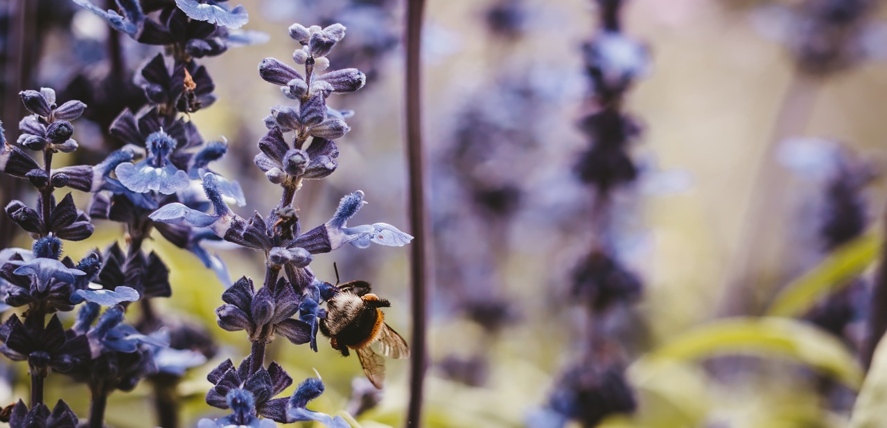 flowers  nature  bee free photo