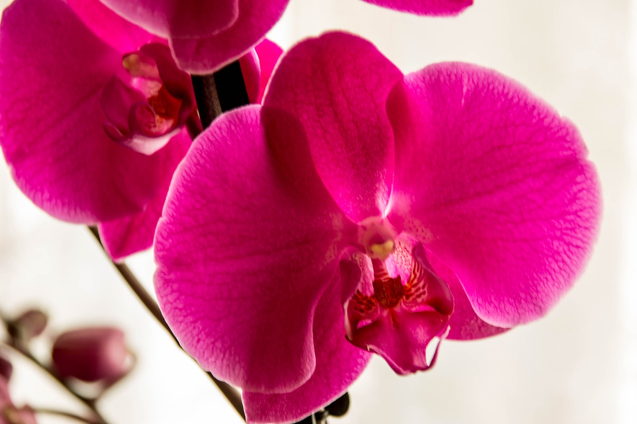 flowers  orchid  nature free photo