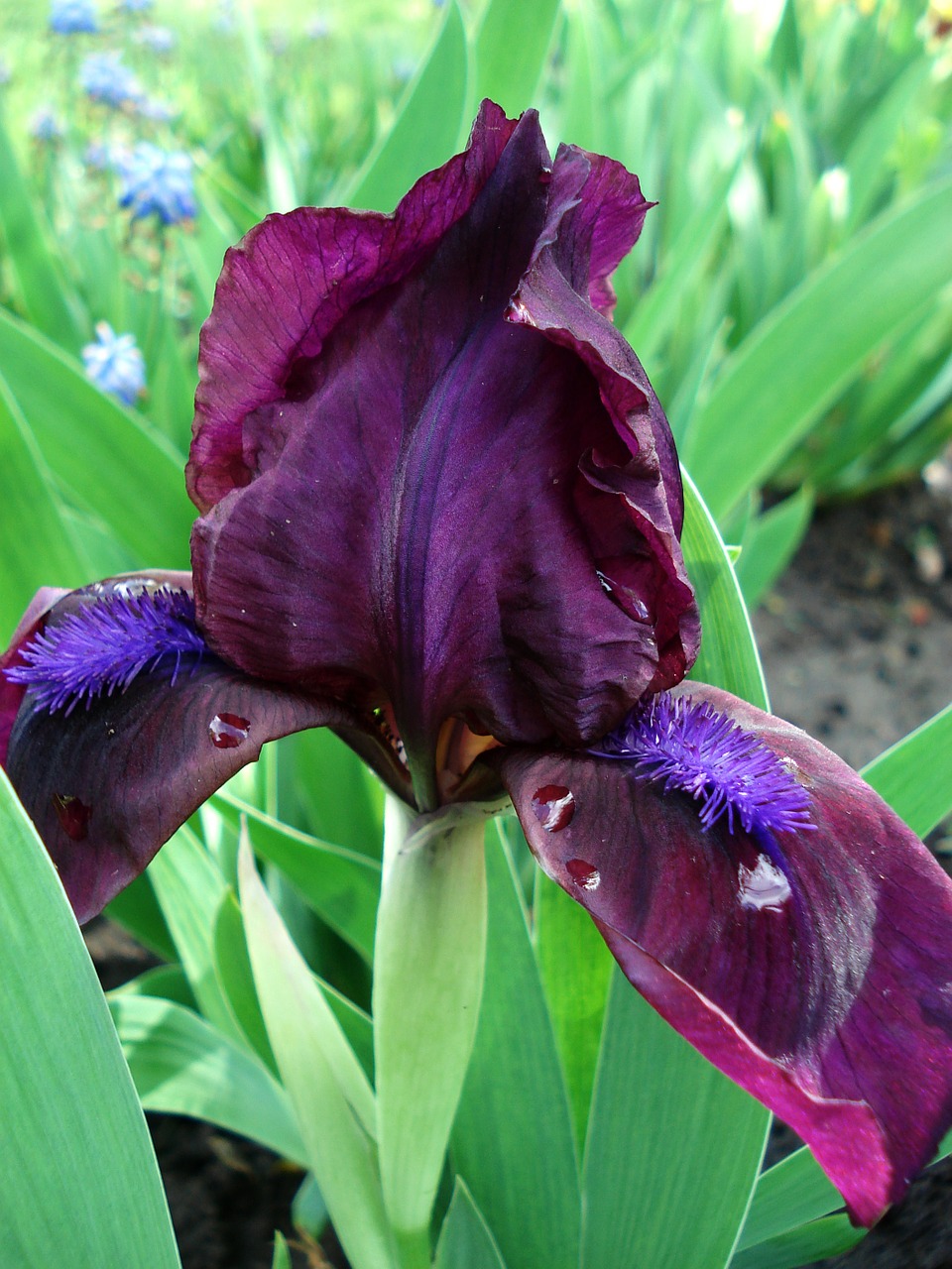 flowers spring flowers irises free photo